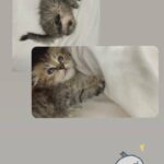 Scottish fold long hairسكوتش فولد لونق هير