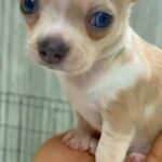 teacup chihuahua puppy (blue eyes) ??