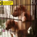 golden retriever female puppy