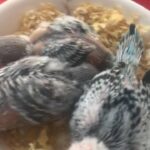 healthy budgie chicks for hand feeding
