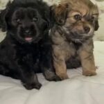 Cocker Spaniel Puppies