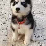 husky