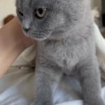 scottish fold