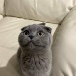 Scottish fold boy?