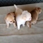 pure breed chihuahua puppies