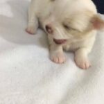 Pure breed Chihuahua puppy