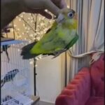 Kaik White Billie Chick