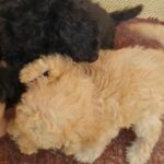 Toy poodle 2 months old