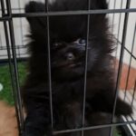 2 months female pomeranian