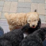 Toy poodle 2 months old