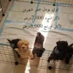 Pure toy poodle 2 months old 0508806363
