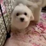 Maltese 2,5 months