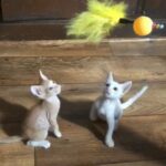 Tiny kittens for adoption