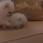 Pomeranian teacup age 2 month male and female for sale in Dubai Price 12 000 dirhams each 0557599760