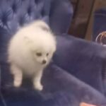 Lovely mini pomeranian white boy