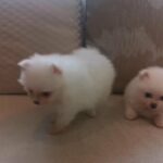 Pomeranian tea cup puppies. Almost 2 month old. Boy and girl. 13000 Aed each 0557599760 Dubai