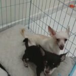 Chihuahua couple
