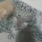 Shirazi kittens