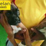 Boxer puppies ( with pedigree )