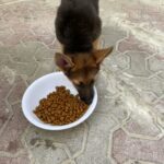 german shepherd female for sale with vaccination book