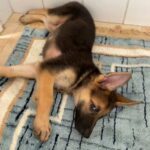 German Shepherd puppy female for sale