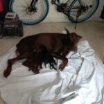 Doberman male female puppies with FCI