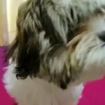 shihtzu male puppy