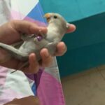 love bird chick available seed eating