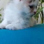 Persian kitten calico looking for new home