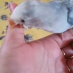 love bird violet pied