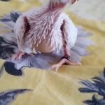 cocktail albino red eye