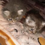 2male Persian long hair kittens