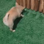 chihuahua male 4 months old