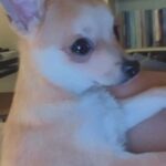 4 months old chihuahua (male)
