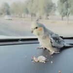 كوكتيل ذكر