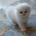 Scottish fold Long hair