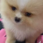 MALE POMERANIAN AVAILABLE