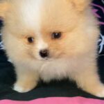 POMERANIAN MALE 7WEEKS OLD