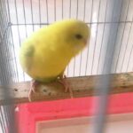 budgies breeding pair for sale