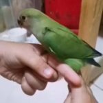 hand tamed love bird for sale