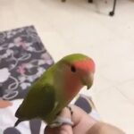 Rose face hand tamed love bird for sale
