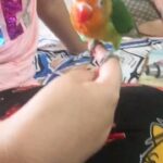 hand tamed bird for sale