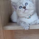 ragdoll female 40 days