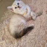 british mix himlayan female kitten