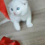 Scottish fold pure female 40 days