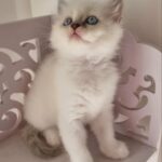 ragdoll female 40 days