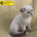 Scottish fold female. silver chinchilla