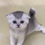 Scottish fold female golden blue