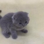 Scottish fold male and female available
