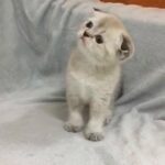 male Scottish fold silver points chinchilla